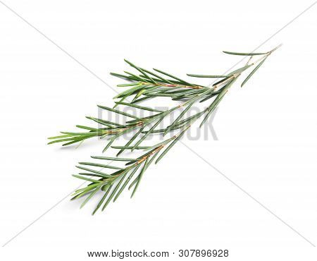 Branch Of Tea Tree On White Background. Natural Essential Oil