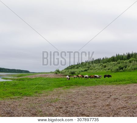 The Thick Of The Yakut Herd Horses Grazing On The Shore North Of The Vilyui River Near The Forest An