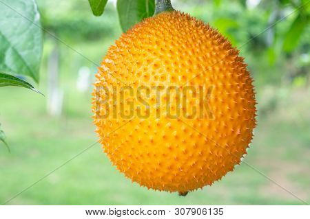 Gac Fruit On Tree,(baby Jackfruit, Cochinchin Gourd, Spiny Bitter Gourd, Sweet Gourd)