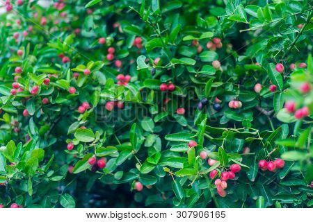 Carissa Carandas, Carunda, Karonda Seeds Ripe Pink Or Red Colorful, Tropical Citrus Karanda Or Korom