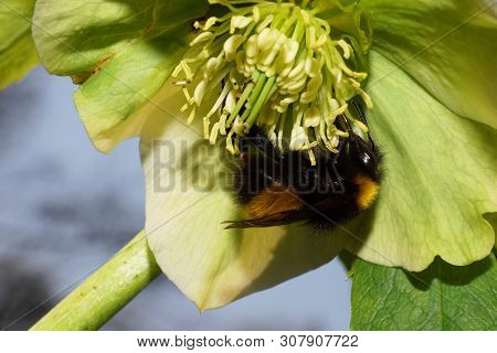 Close-up Of A Black And Yellow Bumblebee Bombus Lucorum On A Green Flower Of Helleborus Caucasian In