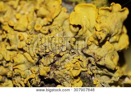 Macro Of Caucasian Bushy Yellow Lichen Growing On The Bark Of A Hornbeam Tree In The Foothill Forest