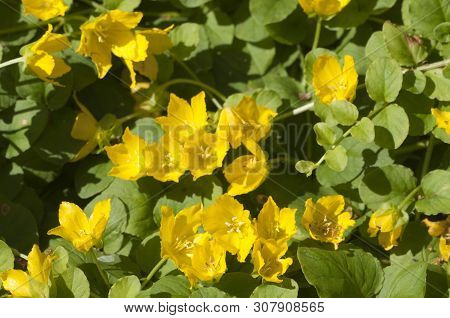 Lysimachia Nummularia (moneywort, Twopenny Grass), Close Up Shot