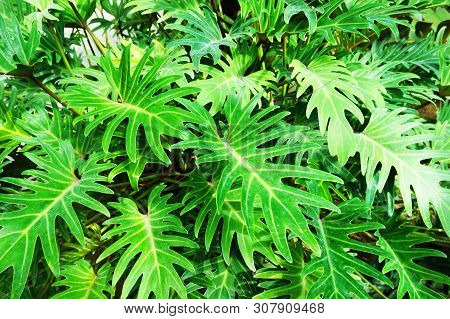 Green Fern Plant Texture As Very Nice Natural Background