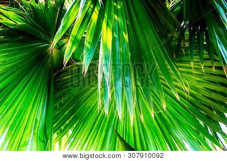 Green Fern Plant Texture As Very Nice Natural Background