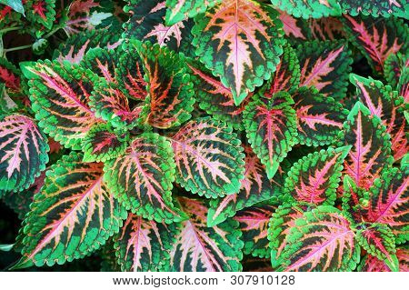Red And Green Leaves Of The Coleus Plant, Plectranthus Scutellarioides