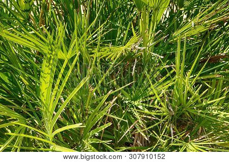 Green Fern Plant Texture As Very Nice Natural Background