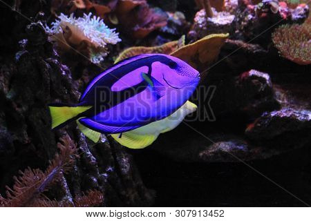 Paracanthurus Hepatus Exotic Fish