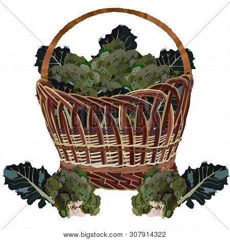 Wicker Basket Full Of Fresh Broccoli Cabbage, Vector Illustration Isolated On White Background. Heal