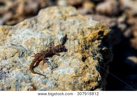 Even-fingered Gecko Genus Alcophyllex Or Squeaky Gecko In Wild Nature.