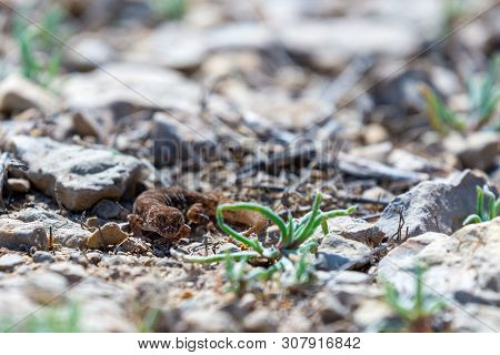 Even-fingered Gecko Genus Alcophyllex Or Squeaky Gecko In Wild Nature.