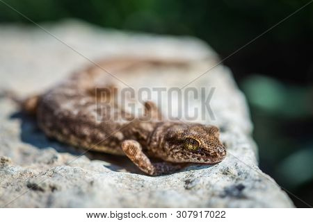 Even-fingered Gecko Genus Alcophyllex Or Squeaky Gecko In Wild Nature.