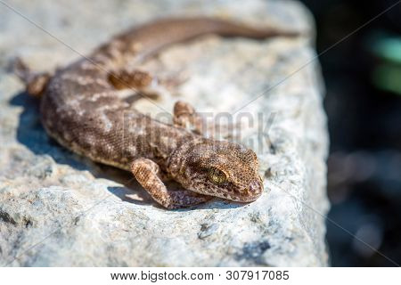 Even-fingered Gecko Genus Alcophyllex Or Squeaky Gecko In Wild Nature.