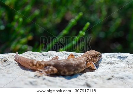 Even-fingered Gecko Genus Alcophyllex Or Squeaky Gecko In Wild Nature.