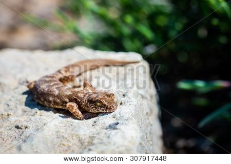 Even-fingered Gecko Genus Alcophyllex Or Squeaky Gecko In Wild Nature.