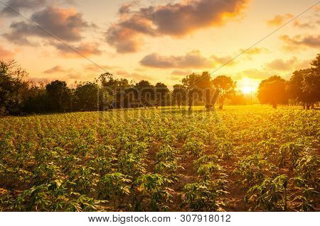Tapioca Farm, Potato Farm, Tapioca Plantation, Agriculture Background.