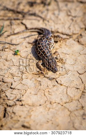 Steppe Runner Lizard Or Eremias Arguta Close On Dry Ground.