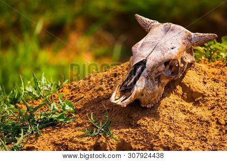 Close Uo Old Cow Skull Lies On Ground
