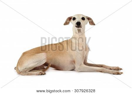 Nice Italian Greyhound Dog lying On A White Background, Isolated On A White