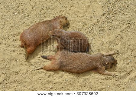A Cute Scene Of Three Loving Prairie Dogs Close Together Are Lying On The Sands Basking In The Sun