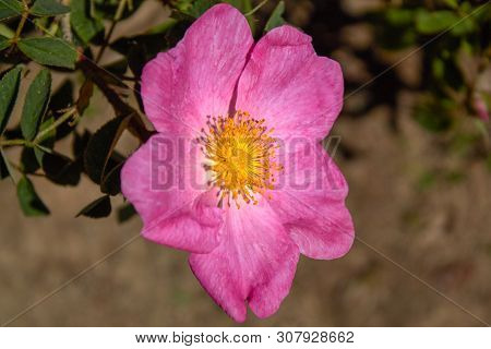 The Magical Wild Rose Rosa Gallica 'essig Rose'