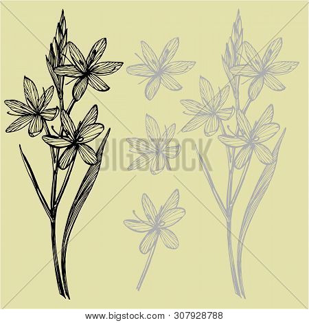 Kafir Lilies Flowers. Collection Of Hand Drawn Flowers And Plants. Botany. Set. Vintage Flowers. Bla