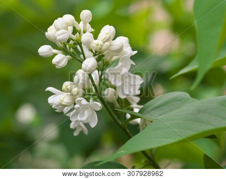White Lilac Flowers With Buds For A Background, Spring Garden, Syringe Vulgaris.