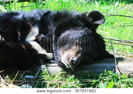 Asiatic Black Bear (ursus Thibetanus) Is Resting In The Grass