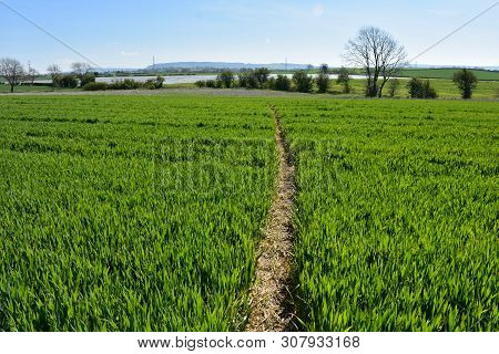 Lush Green Farmland With A Footpath Through A Field.