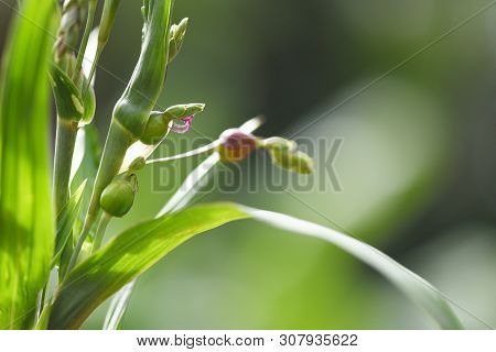 Job's Tears Seed On The Tree Plant / Coix Lachryma Jobi / Chinese Pearl Barley Coixseed