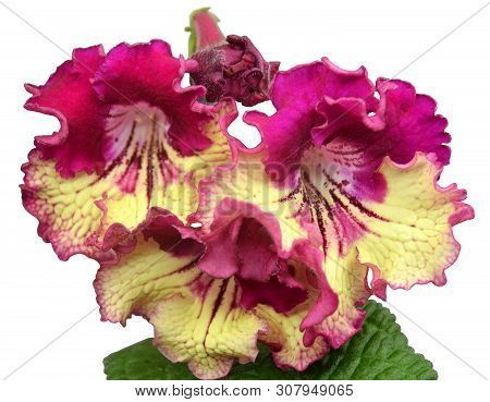 Blooming Streptokarpus (lat. Gesneriaceae) Ds Kata Tjuta, Close-up. Isolated On White Background. Se