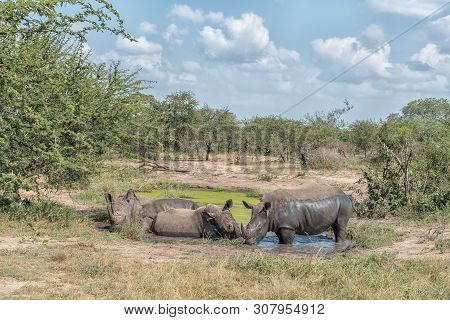 White Rhinos, Ceratotherium Simum Simum, Taking A Mudbath