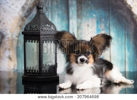 continental toy spaniel papillon lies on a glossy background
