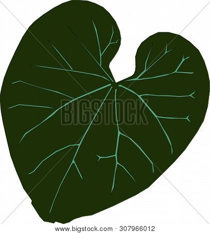 Heart-leaved Moonseed Single Leaf Tracing On White Background