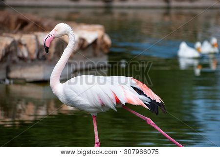 Pink flamingo with its white and reddish feathers, and pink beak, to drink in a lake
