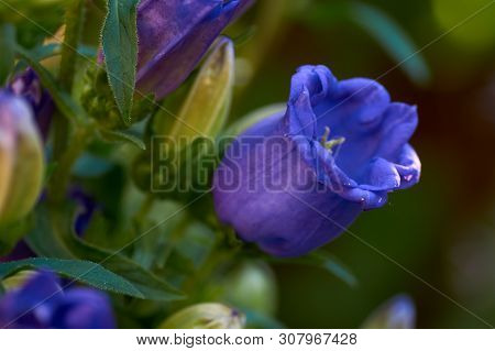 Cobaea Scandens In A Garden, Monastery Bells, Cathedral Bells, Cup-and-saucer Wine