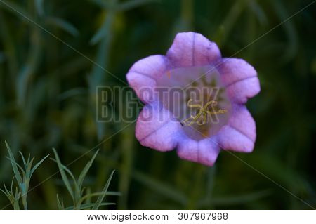 Cobaea Scandens In A Garden, Monastery Bells, Cathedral Bells, Cup-and-saucer Wine