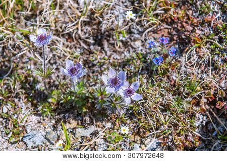 Wildflowers On A Mountainside Tundra In Nome Alaska.
