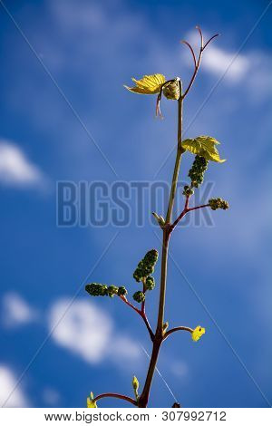 Young Grape Vine With Small Green Grapes On Blue Sky Background