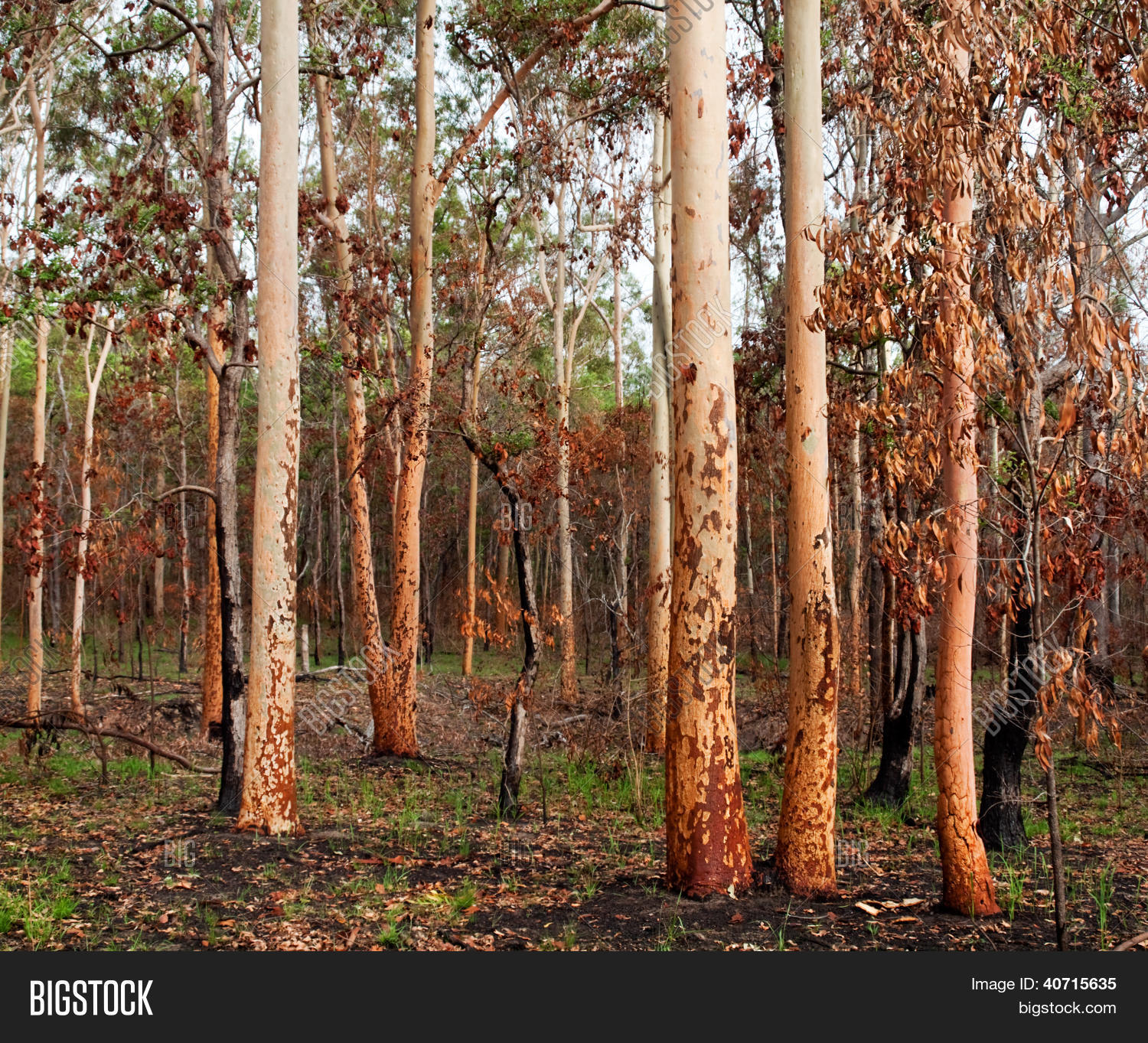 Australian Eucalyptus Image & Photo (Free Trial) Bigstock