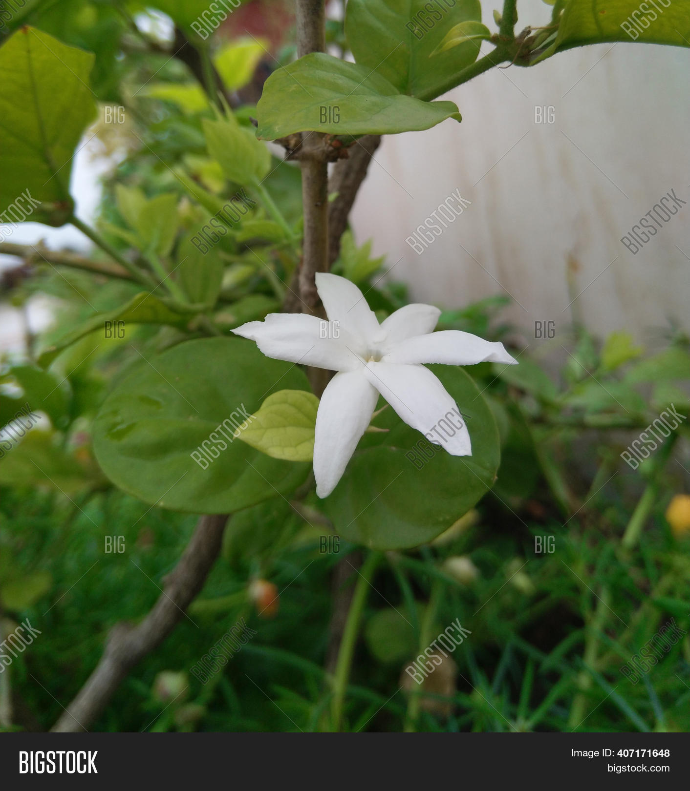 Jasminum Sambac Image & Photo (Free Trial) Bigstock