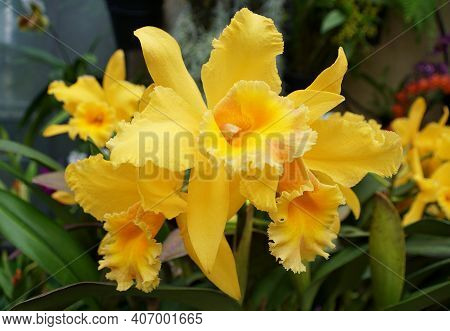 Beautiful Yellow Color Of Brassolaeliocattleya Orchids Golden Sands 'elizabeth'