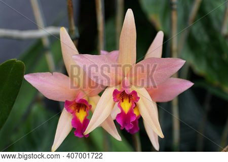 Beautiful Pink And Purple Epidendrum Orchids At Full Bloom