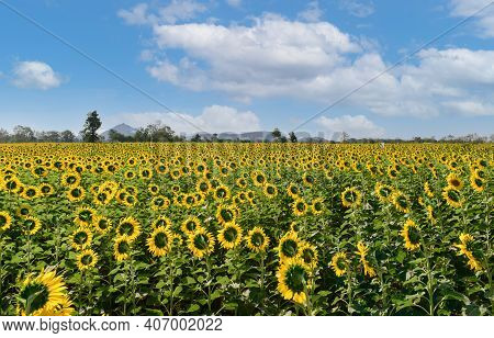 Sunflowers Field Back Side At Lop Buri. Thailand, Farming And Countryside Concept.