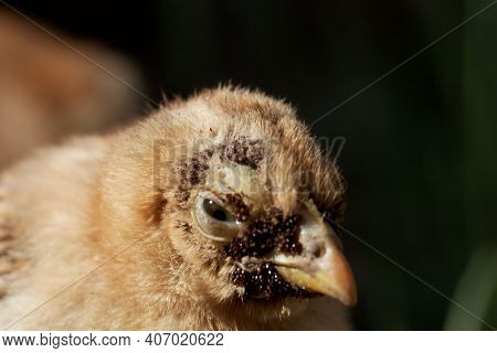 Chicken With A Sticktight Flea Infestation