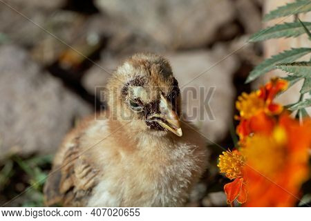 Chicken With A Sticktight Flea Infestation