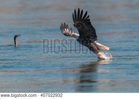 American Bald Eagle Swooping Down To Grab A Fish In Conowingo Dam