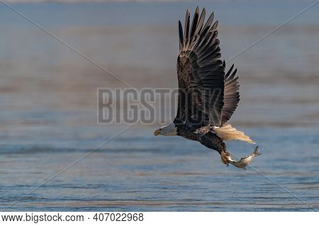 American Bald Eagle Swooping Down To Grab A Fish In Conowingo Dam