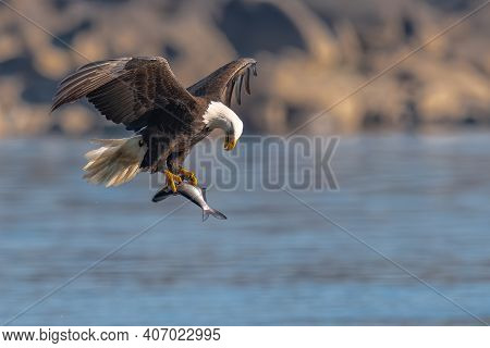 American Bald Eagle Swooping Down To Grab A Fish In Conowingo Dam