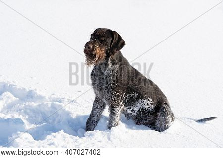 A Large Hunting Dog Is Sitting And Waiting For The Next Command. German Wirehaired Pointer The Perfe